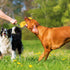 Jenilily Durable Dog Chew Toys for Aggressive Chewers, Puppy Teeth Chew Sticks for Small, Medium, Large Breeds...