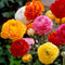 UtopiaSeeds 12 Mixed French Peony Ranunculus Corms...