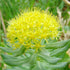 Rhodiola Rosea Seeds Roseroot Stonecrop Perennial Fragrant Edible Cooking GMO Free Drought Tolerant Self-Sow Low Maintenance Patio Borders Outdoor...