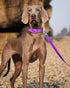 6ft Dog Leash for Small Medium Large Dogs | One-Sided Reflective Nylon | Padded Handle | 3/4 inch Wide | Purple...