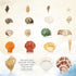 WFPLUS 200+pcs Sea Shells Mixed Ocean Beach Seashells, Various Sizes Natural Seashells Starfish for Fish Tank, Home Decorations, Beach Theme Party...