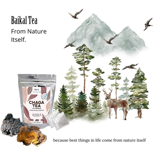 Chaga Tea - 100% Wild Chaga Mushrooms with Bergenia - 30 Unbleached Tea Bags - from Wild Siberian Lake - Hand-Picked by Baikal Tea...