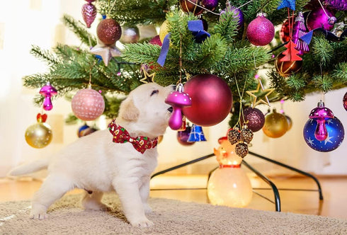 ARING PET Christmas Dog Collar, Cute Santa Claus Dog Collar with Bowtie, Cotton Red Christmas Dog Collar Bow with Metal Buckle for Small Medium La...