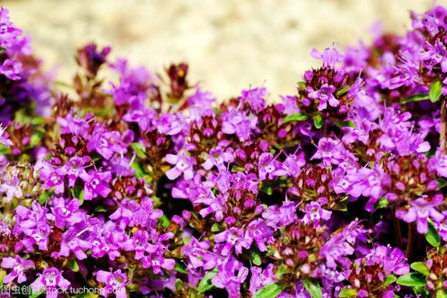 Mix Creeping Thyme Seeds Ground Cover for Planting, Thymus Serpyllum Heirloom Seeds for Rock Gardens, Along Borders, Fences & walkways Ornamental ...