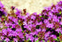 Mix Creeping Thyme Seeds Ground Cover for Planting, Thymus Serpyllum Heirloom Seeds for Rock Gardens, Along Borders, Fences & walkways Ornamental ...