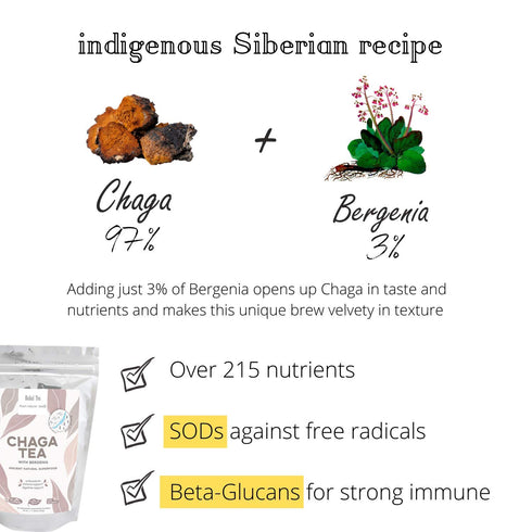 Chaga Tea - 100% Wild Chaga Mushrooms with Bergenia - 30 Unbleached Tea Bags - from Wild Siberian Lake - Hand-Picked by Baikal Tea...