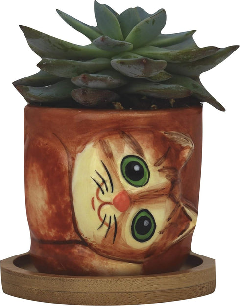 Window Garden – 2.75” Bamboo Saucers – for 6-Pack Small Kitty Pots, Succulent Owl Indoor Planters, Set of 6 Saucers. Keep Surfaces from Getting We...