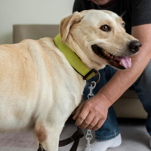 2 PCS Dog Collar Safety Clip Collar Connector Prong Collar Safety Clip Dog Harness Metal Double Ended Backup Dog Collar Clip for Dog Harness Chain...