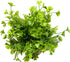 Fake Four Leaf Clover Plants for Bathroom Home Office Desk Decor, Small Artificial Faux Greenery for Farmhouse Decorations (1)...
