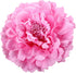 HC-01 Floral Fall Peony Flower Hair Clip Flamenco Dancer Pin up Flower Brooch (Pink)...