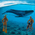 Ocean Sea Marine Animal Figure Toys Playsets 3 PCS Diver Blue Whale Model Toy Desktop Decoration Collection Party Favors Toys for Boys Girls Kids...