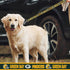 NFL PET Leash Green Bay Packers Dog Leash, Large Football Team Leash for Dogs & Cats. A Shiny & Colorful Cat Leash & Dog Leash Licensed by The NFL...