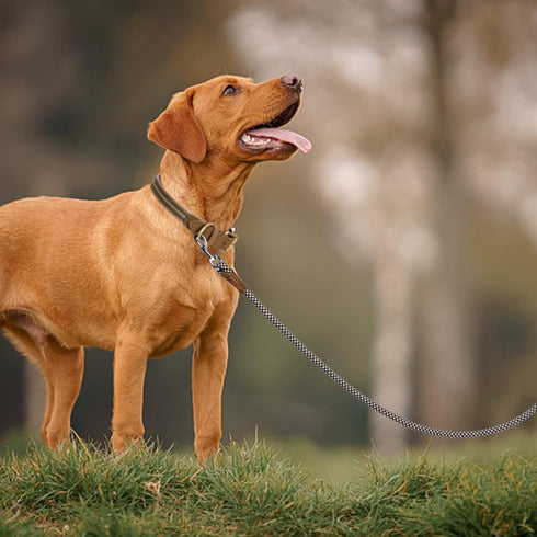 Mile High Life | Premium Leather Dog Leash | Strong Rope Leash | Leather Handle | Zinc Alloy Strong Clasp | Small Medium Large Dogs | 4/5/6 Feet(B...