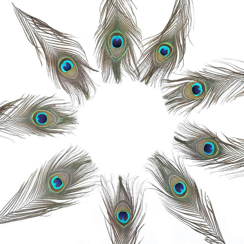 12 PCS Real Natural Peacock Eye Feathers 10-12 inch for DIY Craft, Wedding and Holiday Decorations...