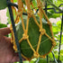 Melon Hammocks Cradles, 5 Pack of Nets for Melons, Perfect for Growing Cantaloupe, Watermelon in Vertical Garden (Orange)...