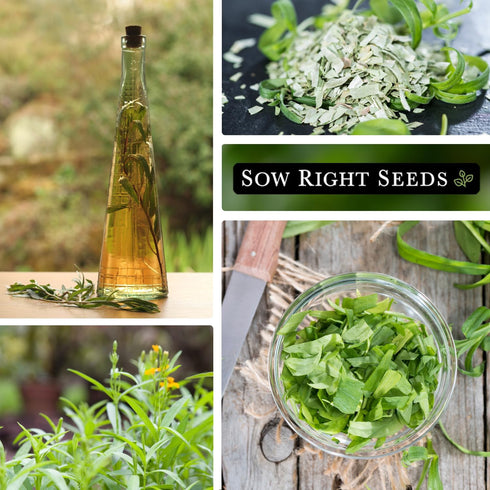 Sow Right Seeds - Russian Tarragon Seeds for Planting - Little Dragon - Non-GMO Heirloom Packet with Instructions for Planting a Beautiful Herb Ga...