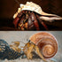 5PCS Extra Large Hermit Crab Shells | Natural Sea Conch Size 3" - 4.7", Opening Size 1.6" - 2.7" | Turbo Seashells for Hermit Crab Supplies and Be...