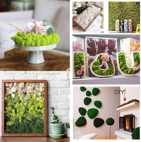 9 OZ Preserved Moss, Natural Live Moss, Fake Moss for Potted Plants, Spanish Moss for Terrariums Gardening Art, Vase Fillers, Craft Floral Wall, W...