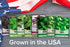 Gardeners Basics, Basil Seeds for Planting Home Garden - 8 Variety Herb Pack Genovese, Large Leaf, Lemon, Thai, Red Rubin, Cinnamon, Sweet and Pur...