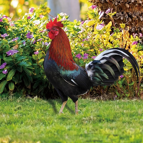 Yardwe 2pcs Chicken Rooster Yard Art Garden Stake Realistic Lifelike Hen Garden Poultry Statue Rooster Animals Sculpture for Yard Garden Lawn Outd...