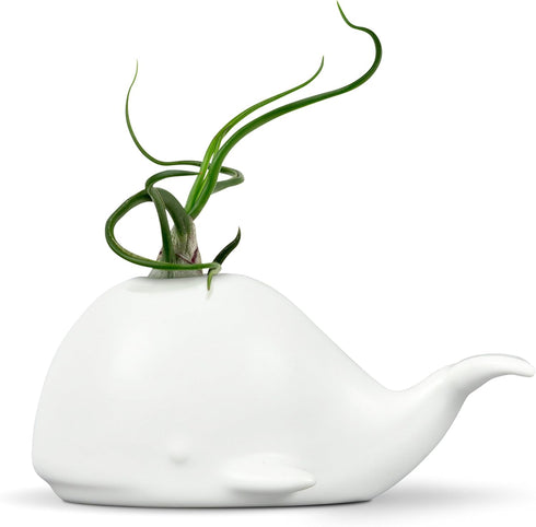 Fred 5229116 Fancy Ceramic Mini Air Plant/Succulent Holder, regular, Whale...