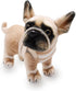 Lifelike Frenchie Dog Stuffed Animal Super Realistic Plush French Bulldog Doll Puppy Plushies Toy Funny Gifts for Kids Present or Stuff Collection...