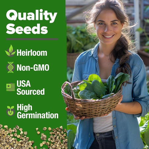 HOME GROWN Bloomsdale Spinach Seeds Pack – 352 High Germination Non-GMO Heirloom Spinach Seeds for Planting – Herb Seeds for Hydroponic and Garden...