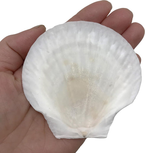 PEPPERLONELY 8 PC Large Great Scallop Sea Shells, Irish Deeps or Irish Baking Shells, 3 Inch ~ 4 Inch...