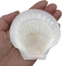PEPPERLONELY 8 PC Large Great Scallop Sea Shells, Irish Deeps or Irish Baking Shells, 3 Inch ~ 4 Inch...