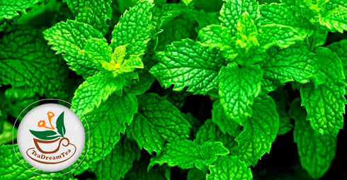 TeaDreamTea Peppermint Tea Bag - Mint Tea - Herbal Tea - Mint Tea Bags - Healthy Tea | Aromatic & Caffeine Free Tea - Bulk Tea Bags (100 Teabags)...