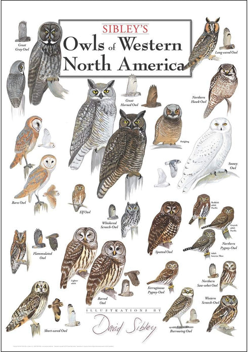 Earth Sky + Water - Sibley’s Owls of Western North America - Poster...