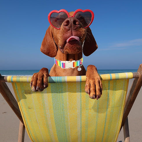 DOGWONG Cotton Dog Collar, Rainbow Dog Collar Durable Soft Natural Fabric Pet Dog Collar Cute LGBTQ Puppy Necklace for Small Medium Large Dog...