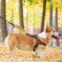 Please Don’t Pet I'm a Little Anxious Dog Leash Wrap Anxious Dogs Leash Sleeve (Little Anxious sleeve)...