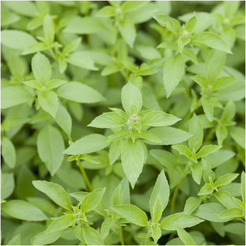 Seed Needs, Culinary Basil Herb Seed Packet Collection (8 Individual Basil Seed Varieties for Planting) Non-GMO & Untreated...