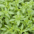 Seed Needs, Culinary Basil Herb Seed Packet Collection (8 Individual Basil Seed Varieties for Planting) Non-GMO & Untreated...