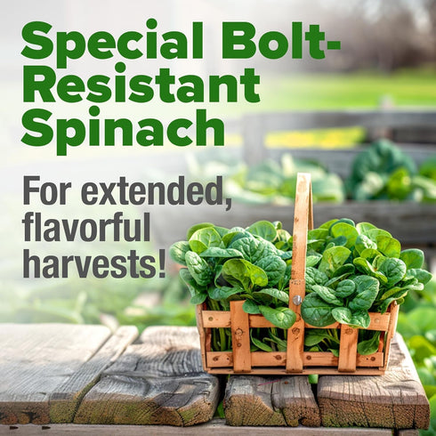 HOME GROWN Bloomsdale Spinach Seeds Pack – 352 High Germination Non-GMO Heirloom Spinach Seeds for Planting – Herb Seeds for Hydroponic and Garden...