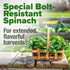 HOME GROWN Bloomsdale Spinach Seeds Pack – 352 High Germination Non-GMO Heirloom Spinach Seeds for Planting – Herb Seeds for Hydroponic and Garden...