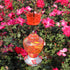 Ant Guard for Hummingbird Feeders, Hummingbird feeders for Outdoors Hanging, 2 Hooks with 2 Brushes, Transparent Plastic Ant Moat, Red...