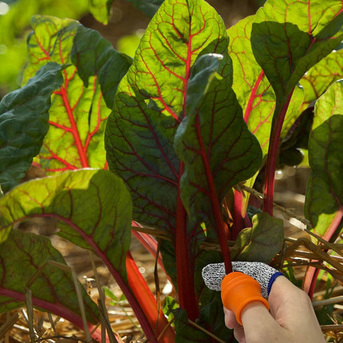 zhuohai Garden Silicone Thumb Knife, Finger Knife, Harvesting Plant Knife,Plants Picking Trim Tools and Also be Your Good Help in Kitchen (L)...