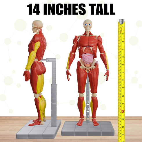 Be Amazing! Toys Interactive Human Body - 60 Piece Fully Poseable Anatomy Figure – 14” Tall Model - Anatomy Kit – Removable Muscles, Organs,Bones ...