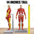 Be Amazing! Toys Interactive Human Body - 60 Piece Fully Poseable Anatomy Figure – 14” Tall Model - Anatomy Kit – Removable Muscles, Organs,Bones ...