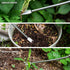Berry&Bird Weeding Tool Crack Weeder Manual Hand Weeder, V-Shaped Fork Easy Weed Removal & Uprooting, Garden Weed Puller Tool for Patio Lawn Yard...