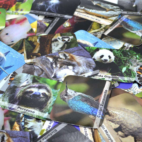 Menique, Juego de Memoria de Animales Salvajes en español. Wild animals Memory Matching game in Spanish....