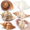 5Pcs Large Hermit Crab Shells, Natural Sea Conch Size: 3"-4.5", Opening Size: 1.5"-3", Turbo Seashells for Hermit Crab Supplies and Beach Decorati...