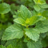 CHUXAY GARDEN Melissa Officinalis Seed 300 Seeds Perennial Herb Plant Lemon Balm Edible Seasoning Culinary Plants Robust Flavor Highly Fragrant Gr...
