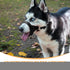 BARKLESS Soft Dog Head Collar, No Pull Training Tool for Small Medium Large Dogs on Walks, Gentle Training Collar and Control for Heavy Pullers, i...
