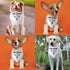 Be Kind I’m Blind Triangle Dog Bandana Funny Dog Bandana Puppy Bandana Triangle Bibs Scarf Accessories for Small Medium Dogs Pets...