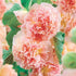 Apricot Peach Parfait Seeds Attracts Butterflies & Hummingbirds Showy Wall-Side Fences Outdoor Beds Borders 75Pcs Flower Seeds by YEGAOL Garden...