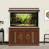 Natural Tropical Biotope Aquarium Background Aquatic Plants Stone Bed Fish Tank Background Undersea Tropical Aquatic Wood Branches Terrarium Backg...