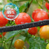 Soaker Hose 25FT for Garden Beds - 3/4" Heavy Duty Double Layer Drip Irrigation Hose, Save 85% Water- Linkable Flat Soaker Hose for Lawn Flower Be...
